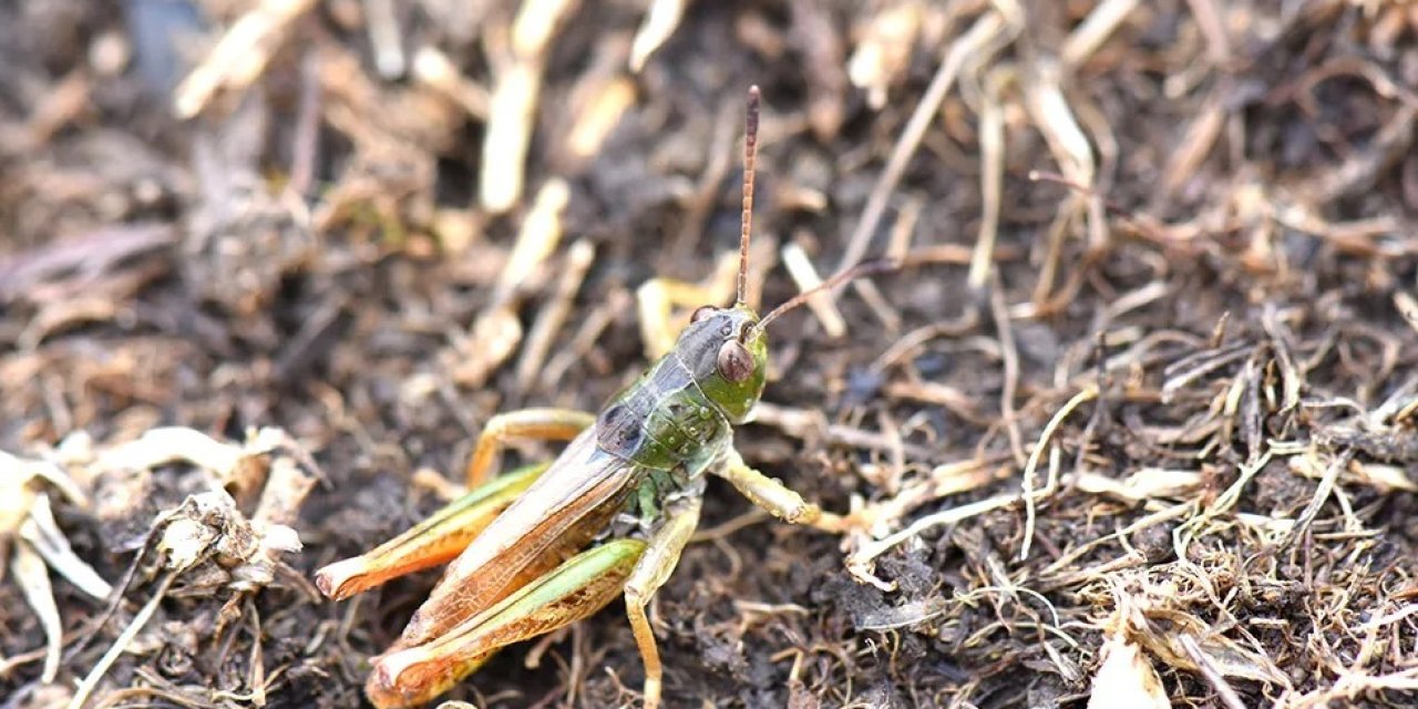 Bilim insanları yeni bir çekirge cinsi keşfetti