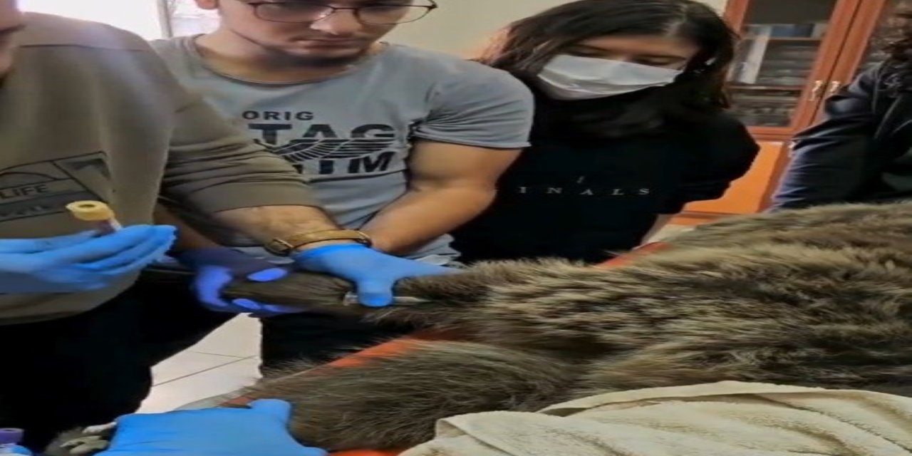 Yol Kenarında Bitkin Halde Bulunan Bozayı Tedavi Altında!