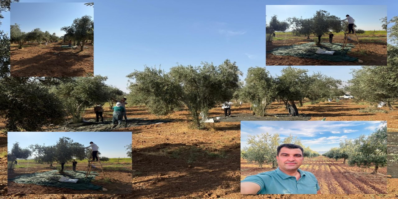 Silopi’de Zeytin Bahçelerinde Endişeli Hasat Dönemi