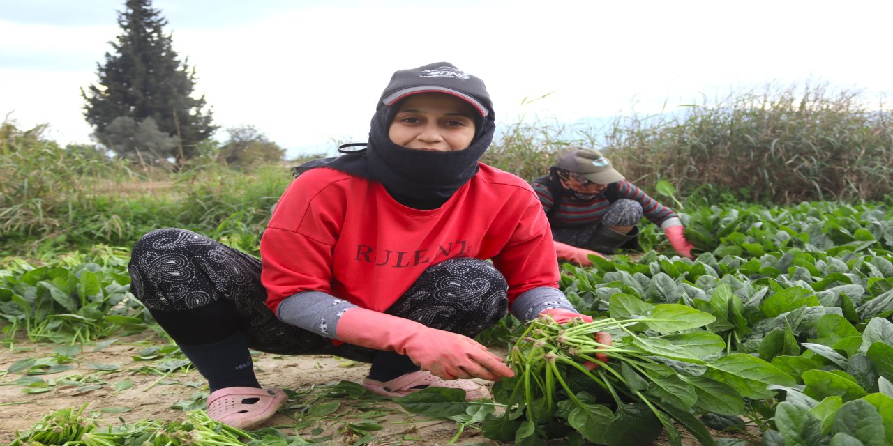 Ispanak Tarlada 6, Pazarda 40 TL: Çiftçiler Fiyat Farkından Şikayetçi!