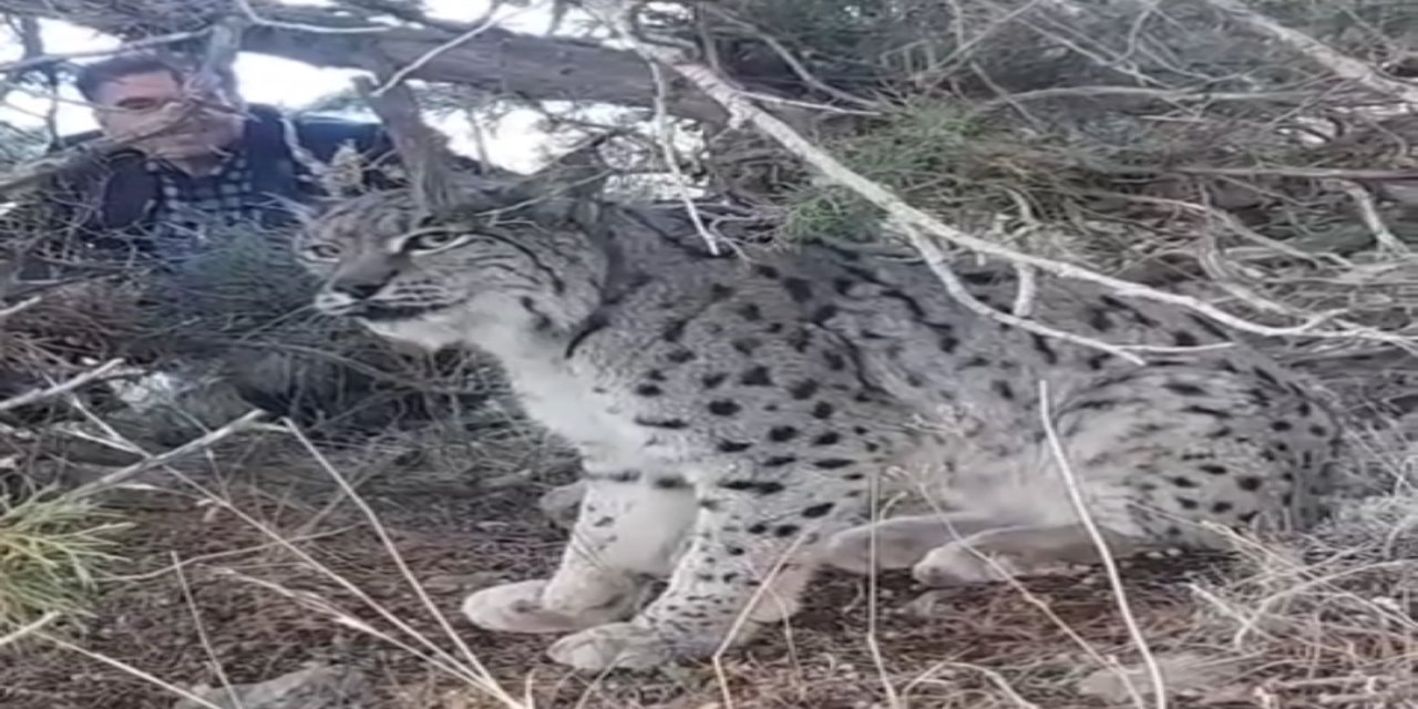 Nesli Tehlikedeki Vaşak, Van Gevaş'ta Görüntülendi: Ekipler Sevk Edildi!