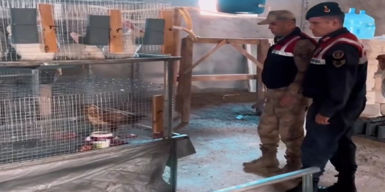 İzinsiz Kızıl Şahin Besliyordu: Jandarma Ekipleri Eve Baskın Düzenledi!