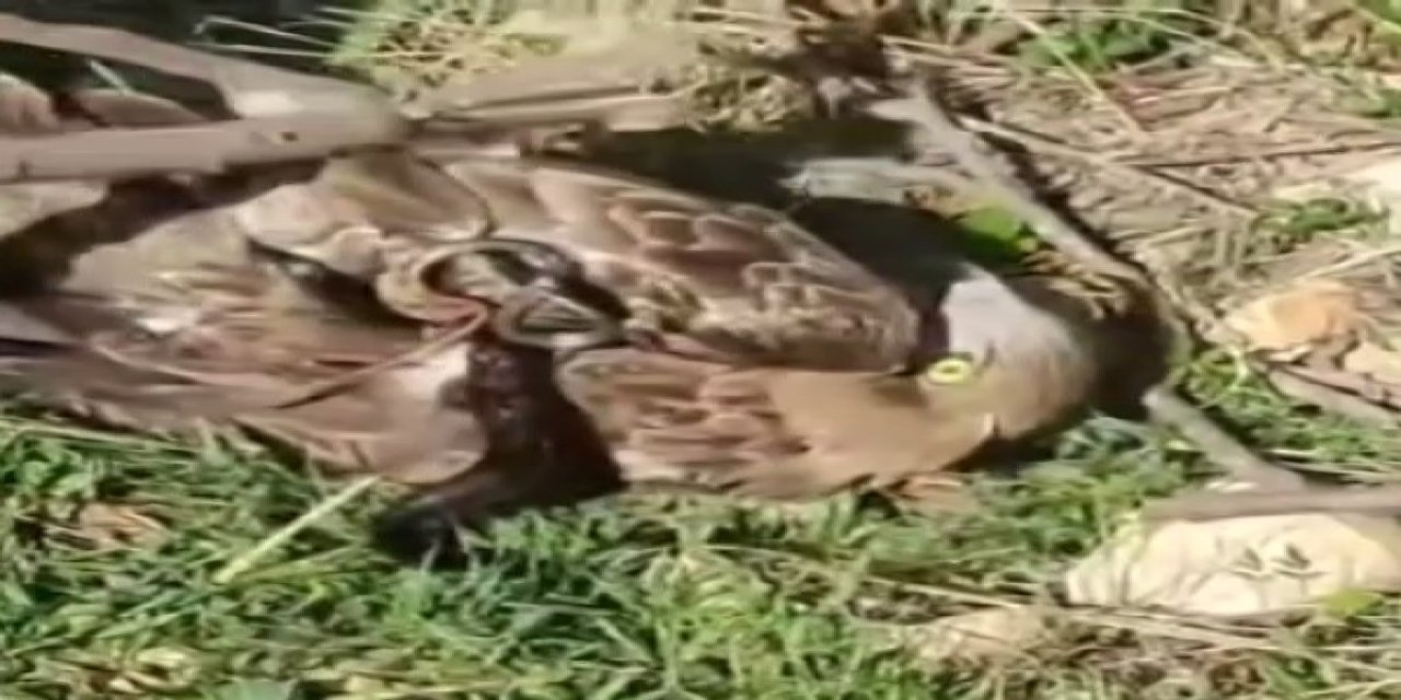 Vatandaşların Kahramanlığı: Yılanın Elinden Kurtulan Kartal Doğaya Döndü!