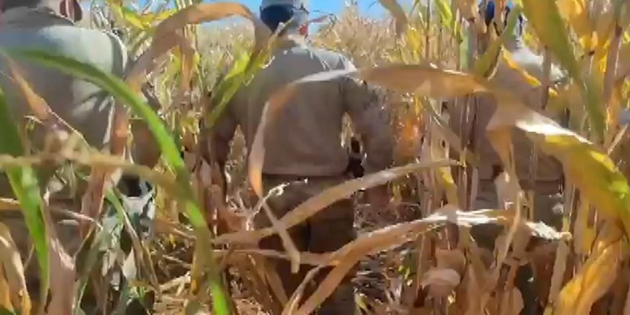 Mühimmat ve Uyuşturucu Ele Geçirildi: Mısır Tarlasında Suç Örgütü Çökertildi!