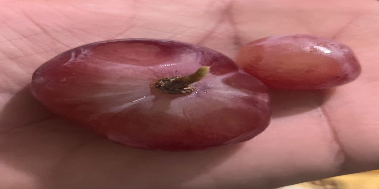 Terazide Gözlerine İnanamadılar: 5 Gramlık Tanenin Yerine 26 Gramlık Dev Çıktı!