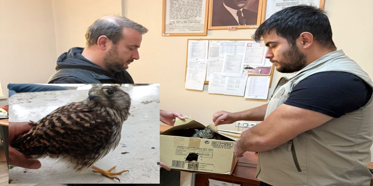 Şırnak’ta Yaban Hayvanlarına Sağlık Desteği