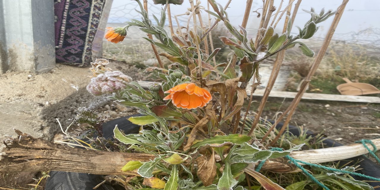 Kış Geliyor: Patnos'ta Çatıları ve Bitkileri Kırağı Kapladı!