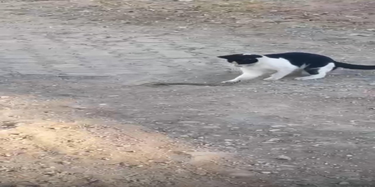 Siirt Kurtalan'da İlginç Görüntü: Kedi Fareyle Oynar Gibi Yılanla Oynadı!