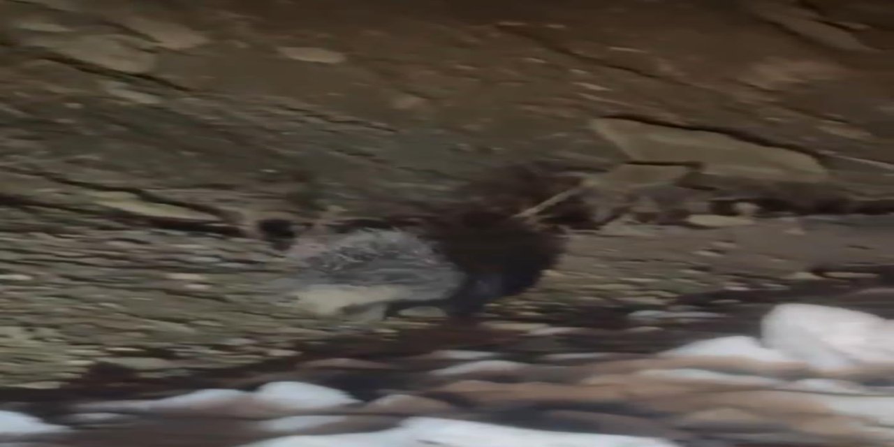 Yüksekova’da Hint oklu kirpi görüntülendi