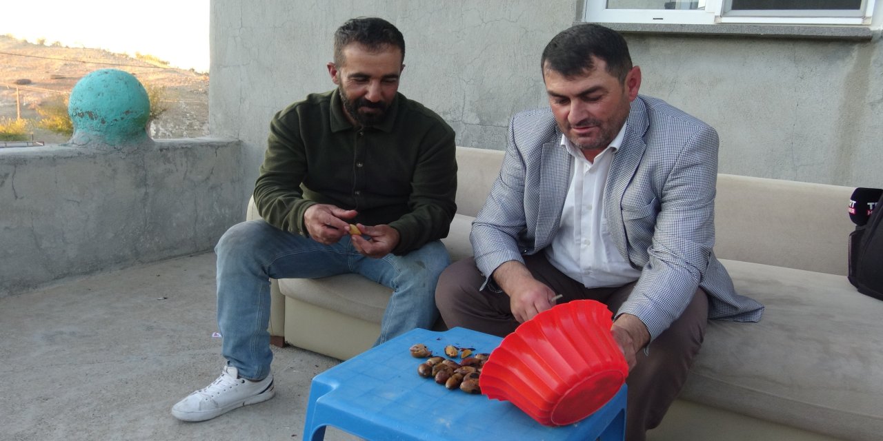 Gercüş'ün 'Doğu kestanesi': Organik meşe palamudu kış sofralarının vazgeçilmezi oluyor