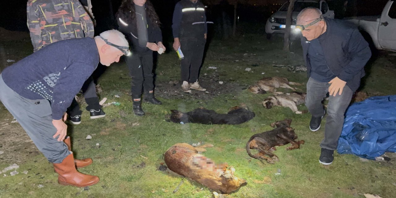 Korkunç Manzara: Çöp Konteynerinde Telef Edilmiş 9 Köpek Bulundu