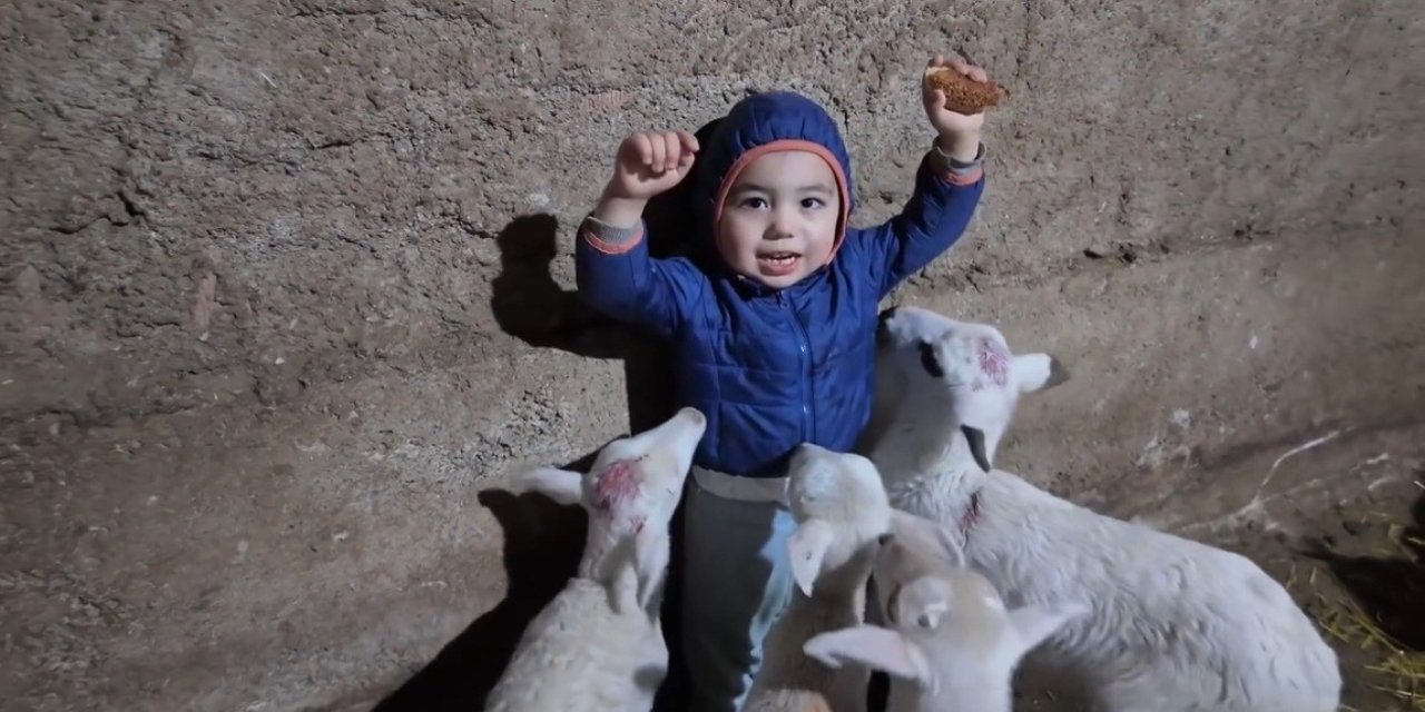 Minik Yusuf’un kuzularla tatlı halleri gülümsetti