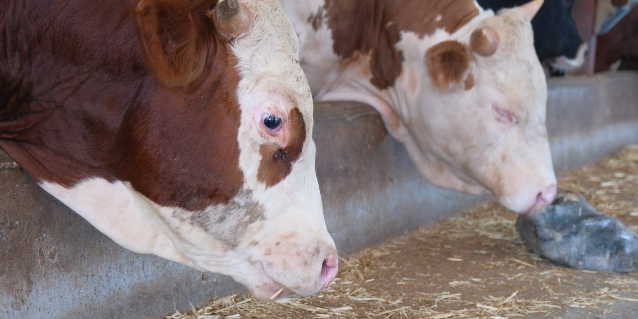ABD Tarım Bakanlığı: "Türkiye'de yıllık 400-500 bin buzağı ölümü oluyor"