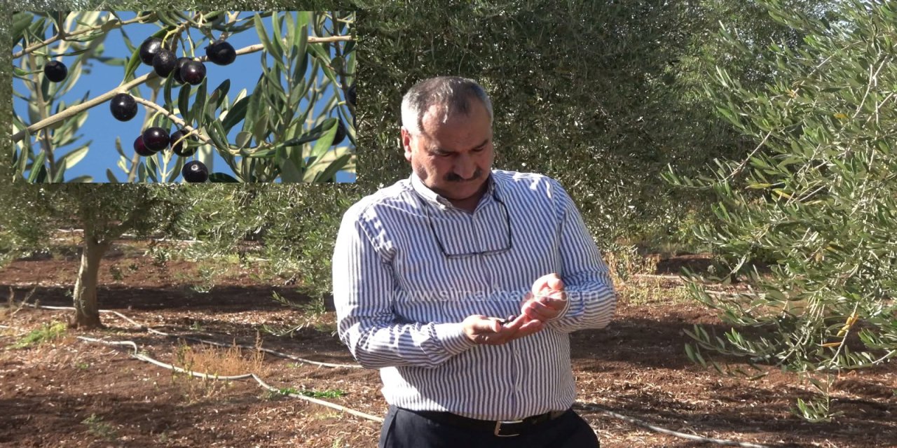 Şırnak'ta Don Felaketi Rekolteyi Sildi: 150 Dönümlük Zeytin Bahçesinde Sıfır Verim