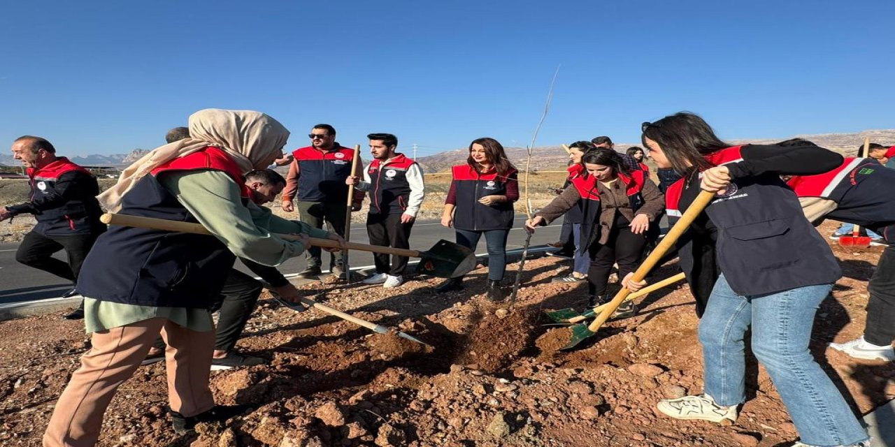 Şırnak-Cizre Karayolunda 3 Kilometrelik Alanda 365 Fidan Toprakla Buluştu