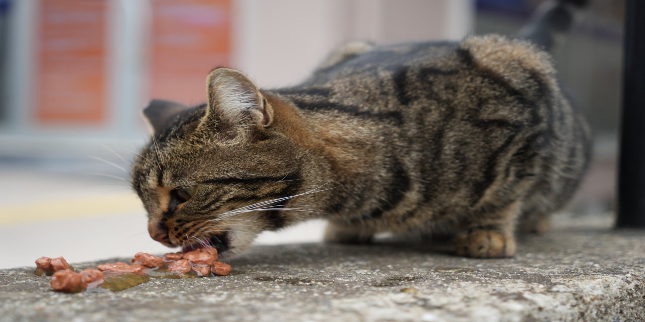 Sokak Kedilerinin Yeni Rotası: Otomatik Kapıları Gözleyen Market Müdavimleri