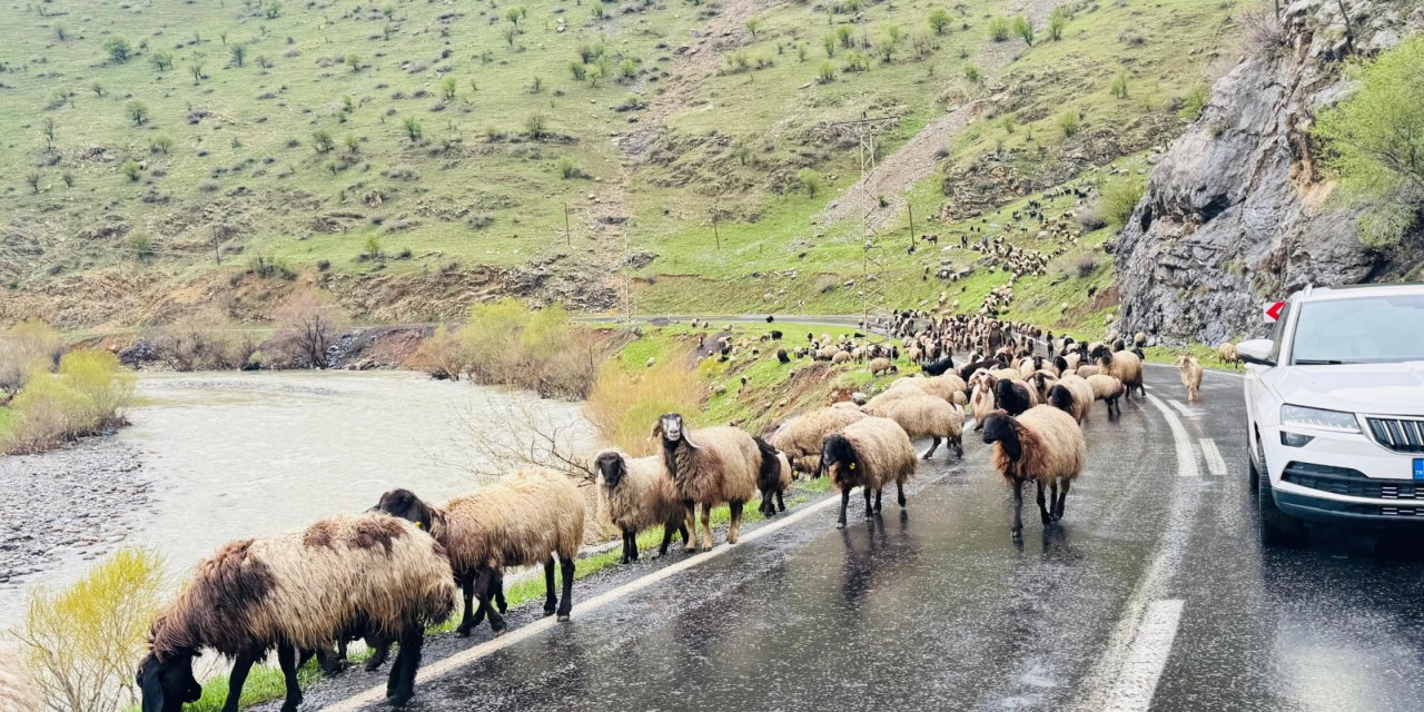 Şırnak’ta 1 milyonun üzerinde küçükbaş sürü yaylardan ovalara iniyor