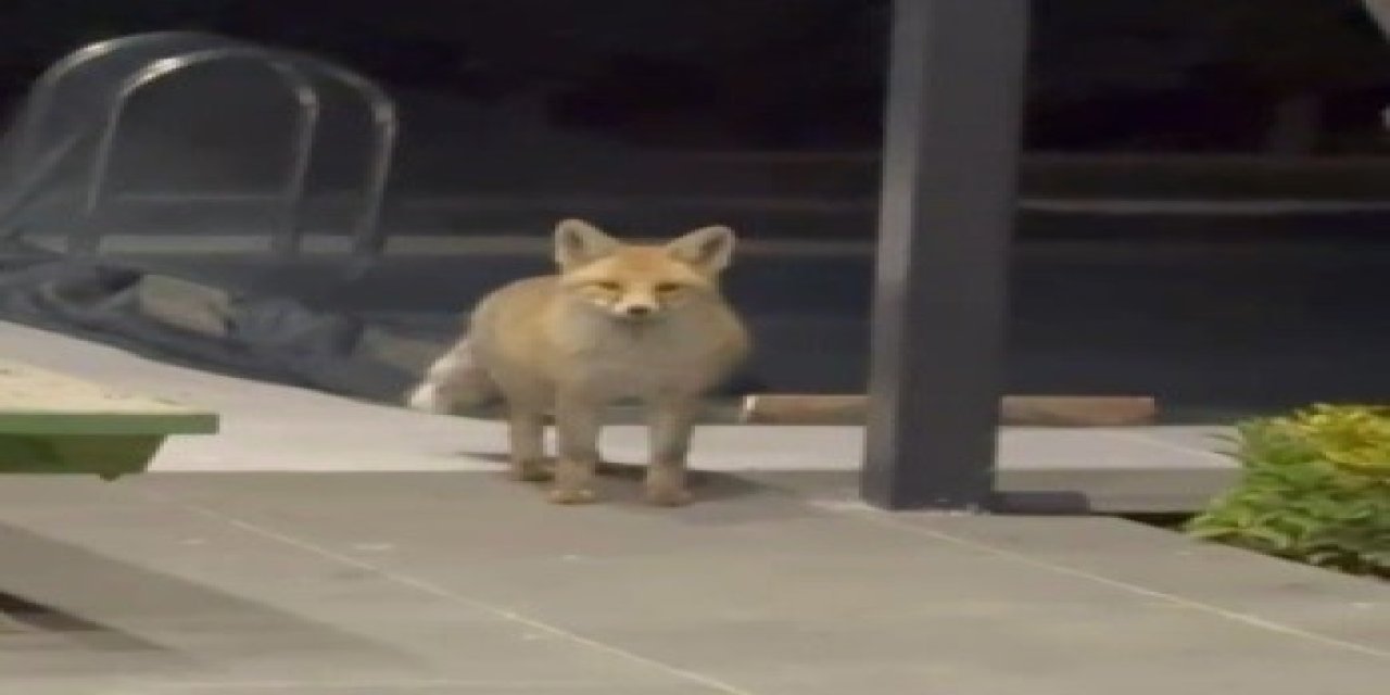 Açlık Korkuyu Yendi: 19 Köpekli Bahçeye Sızan Tilkinin Rahatlığı "Pes" Dedirtti