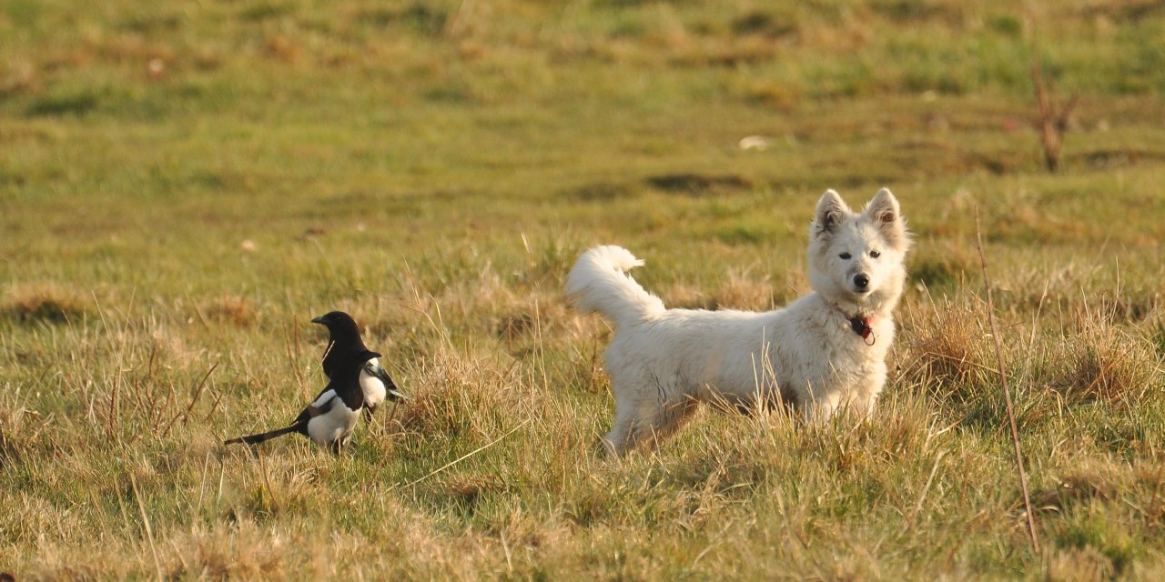 Van kedisine benzetti, fare avlayan köpek olduğu ortaya çıktı