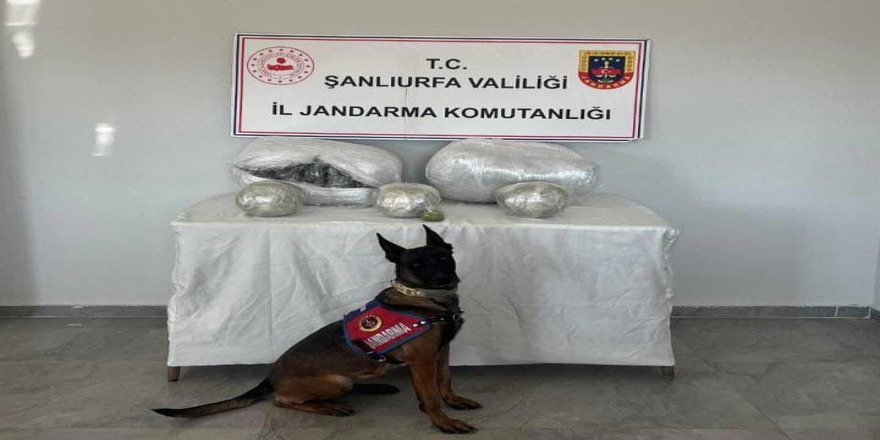 Narkotik Köpeği Ele Verdi: 25 Kilogram Skunk İle Yakalanan Sürücü Gözaltında