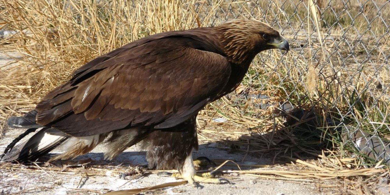 Van’da Yaralı Yırtıcı Kuşlar Tedavi Edilip Doğaya Salınıyor
