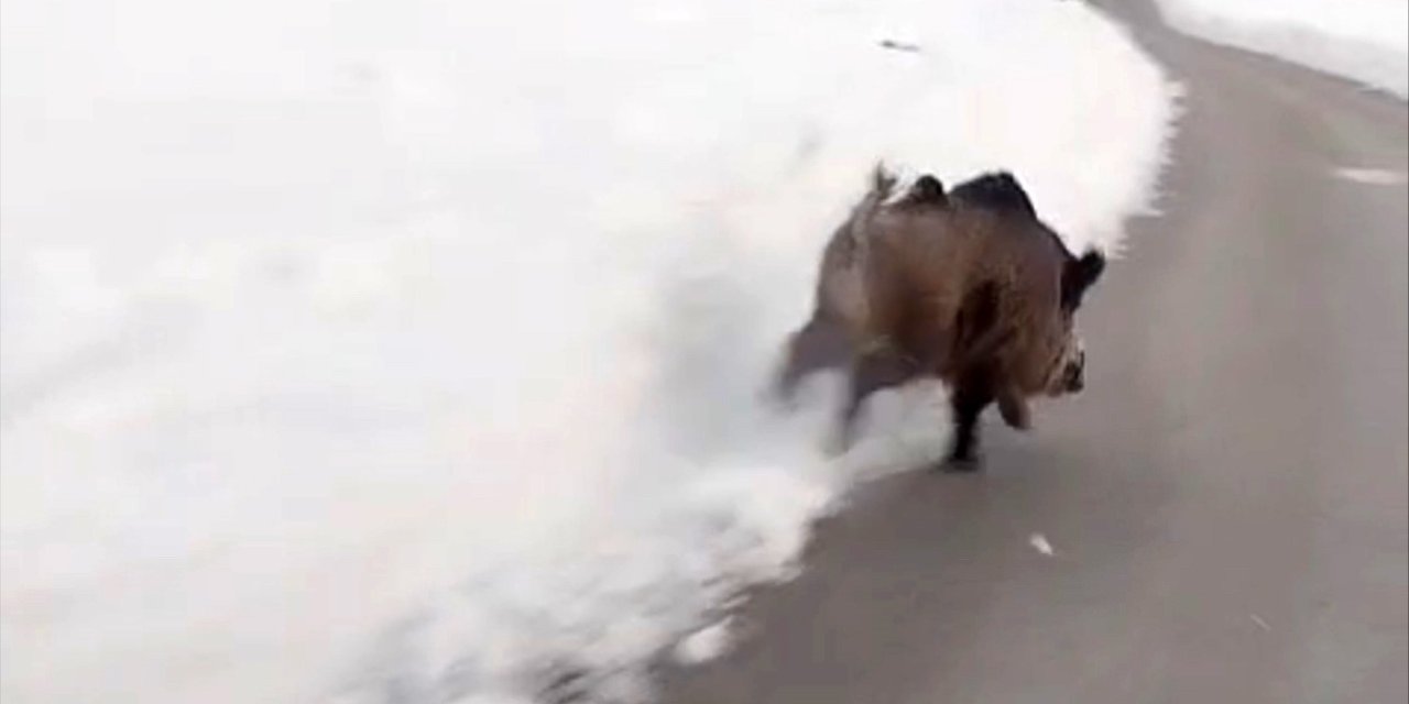 Yüksekova’da domuz sürüleri görüldü