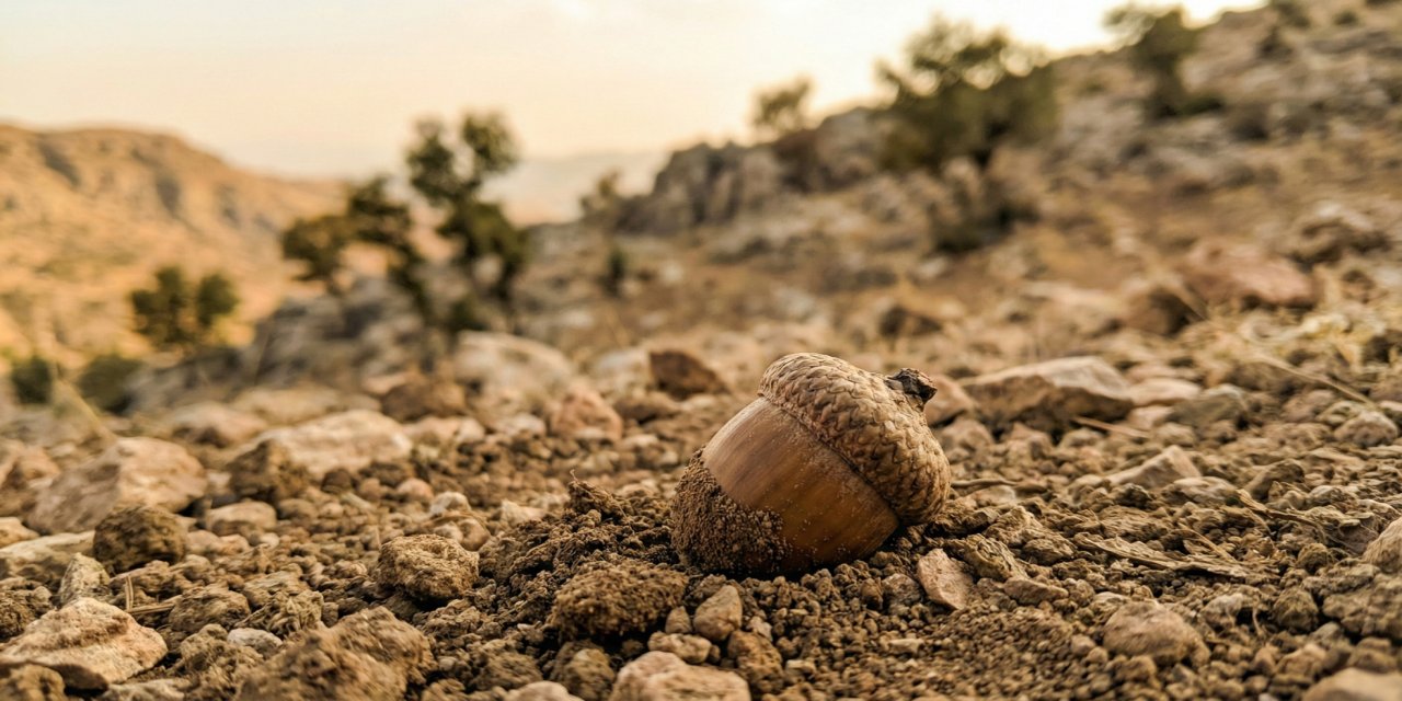 Silopi'de "Geçmişten Geleceğe Doğal Süreklilik" İçin Meşe Ekim Seferberliği