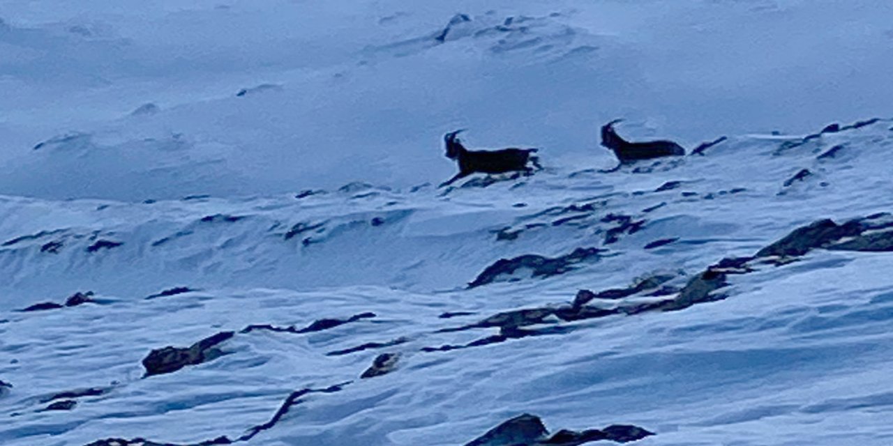Çatak'ta dağ keçileri görüntülendi