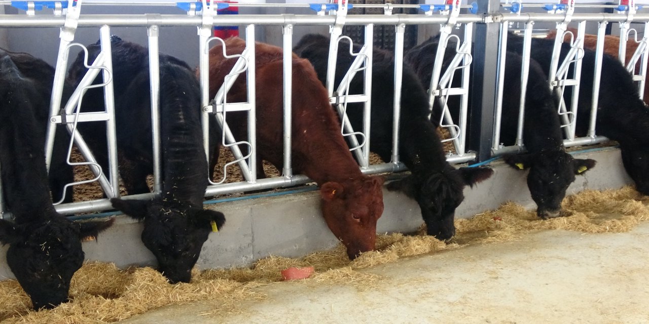 Kırsalda Bereket Hayvancılığa Destek Projesi, 2028 yılına kadar sürecek