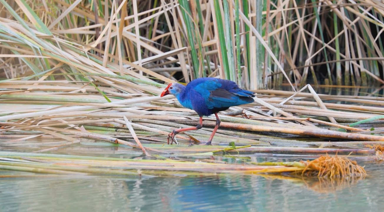 Nesli tehlikedeki 'saz horozu' Göksu Deltası'nda görüntülendi