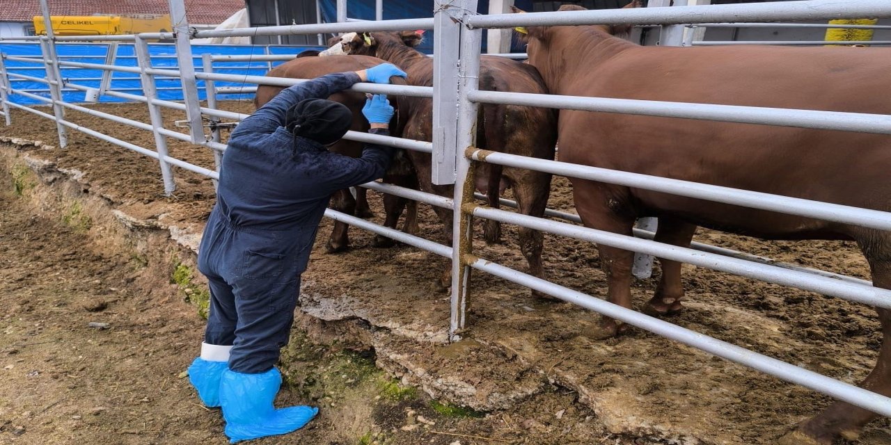 Brezilya’dan gelen ithal gebe düveler sağlık kontrolünden geçirildi