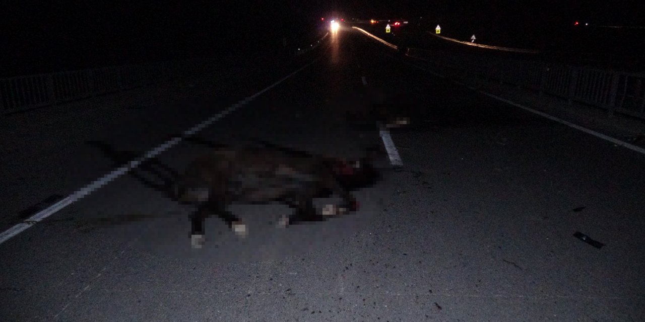 Malatya'da Milyonluk atlar telef oldu