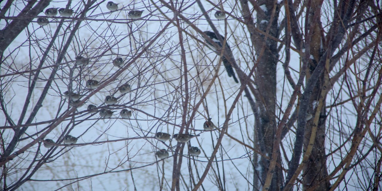 Kar esareti kuşları da etkiliyor