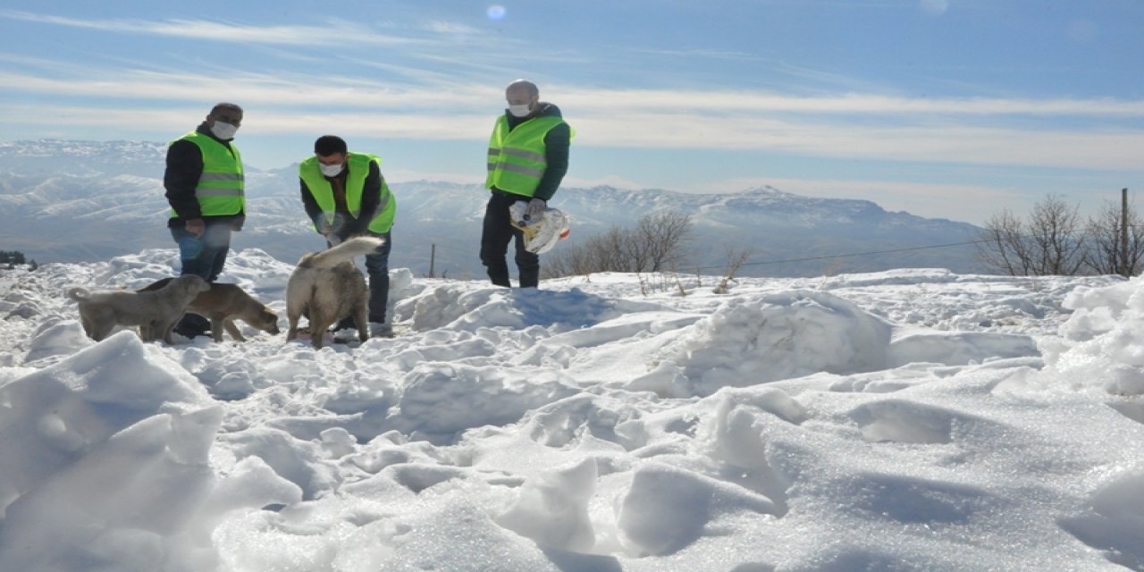 Şırnak'ta Bu Belediye Sahipsiz Hayvanlar İçin Görevli Arıyor