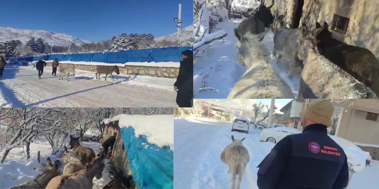 Şırnak Şenoba’da Sahipsiz Hayvanlara Sıcak Yuva