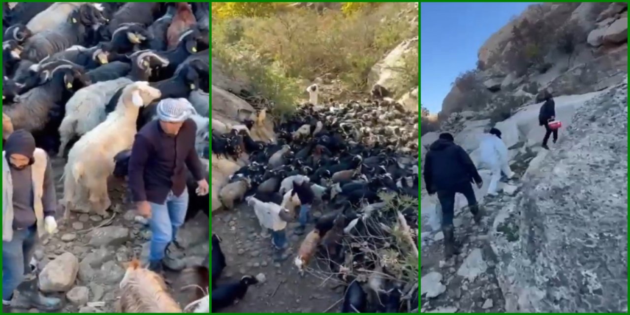 Gabar Dağı’nda Sağlık Mesaisi: Veteriner Hekimler Mağaralarda Aşılamada!