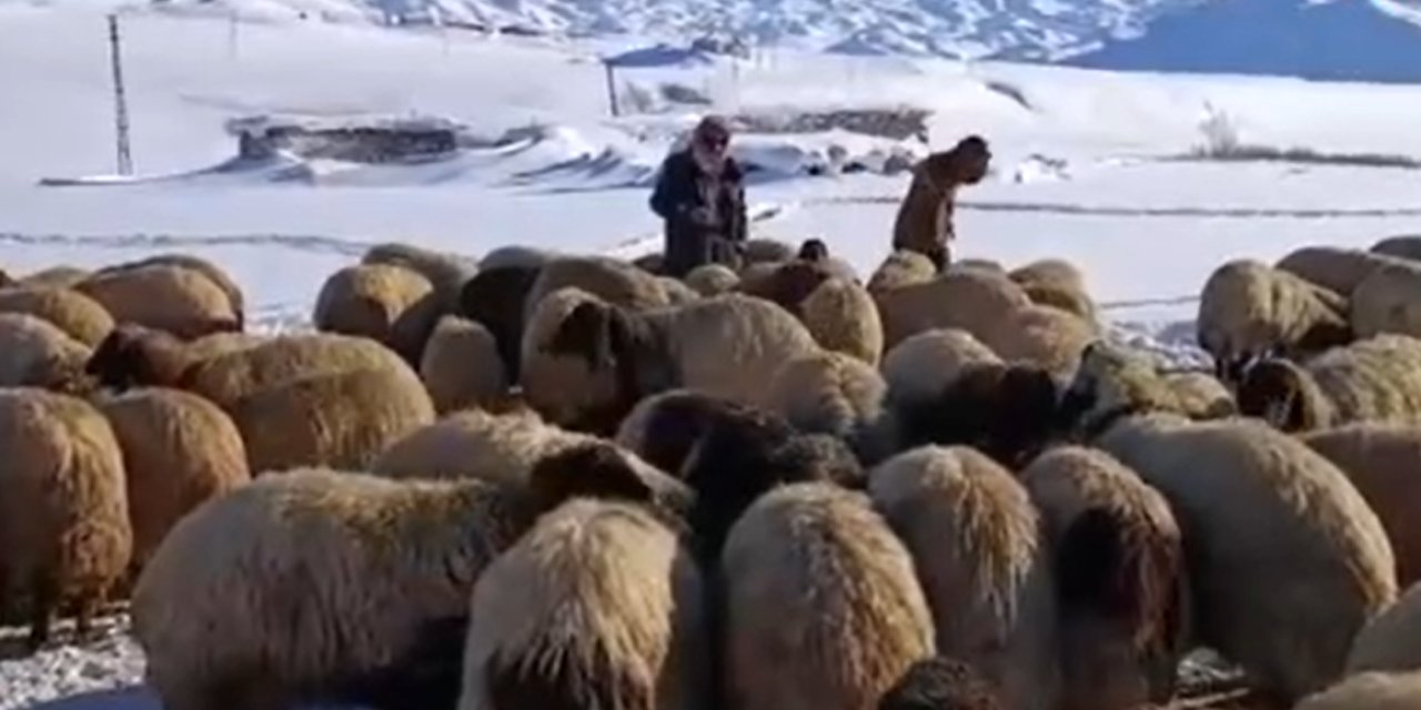 Koyunları için dondurucu soğukta yaylada kaldılar