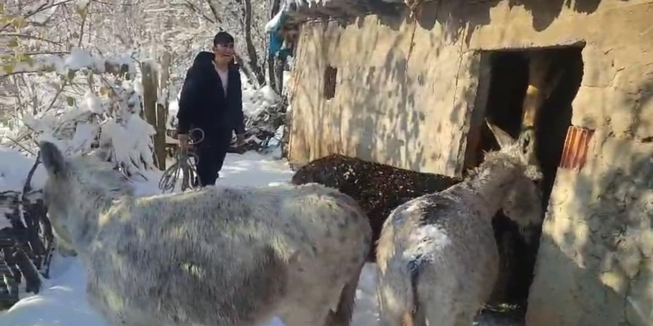 Uludere'de sokak hayvanları barınaklara toplandı