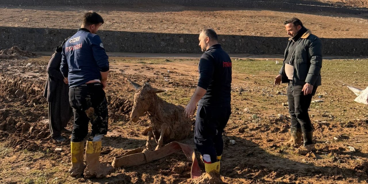 Cizre’de bataklığa saplanan iki eşek İtfaiye tarafından kurtarıldı