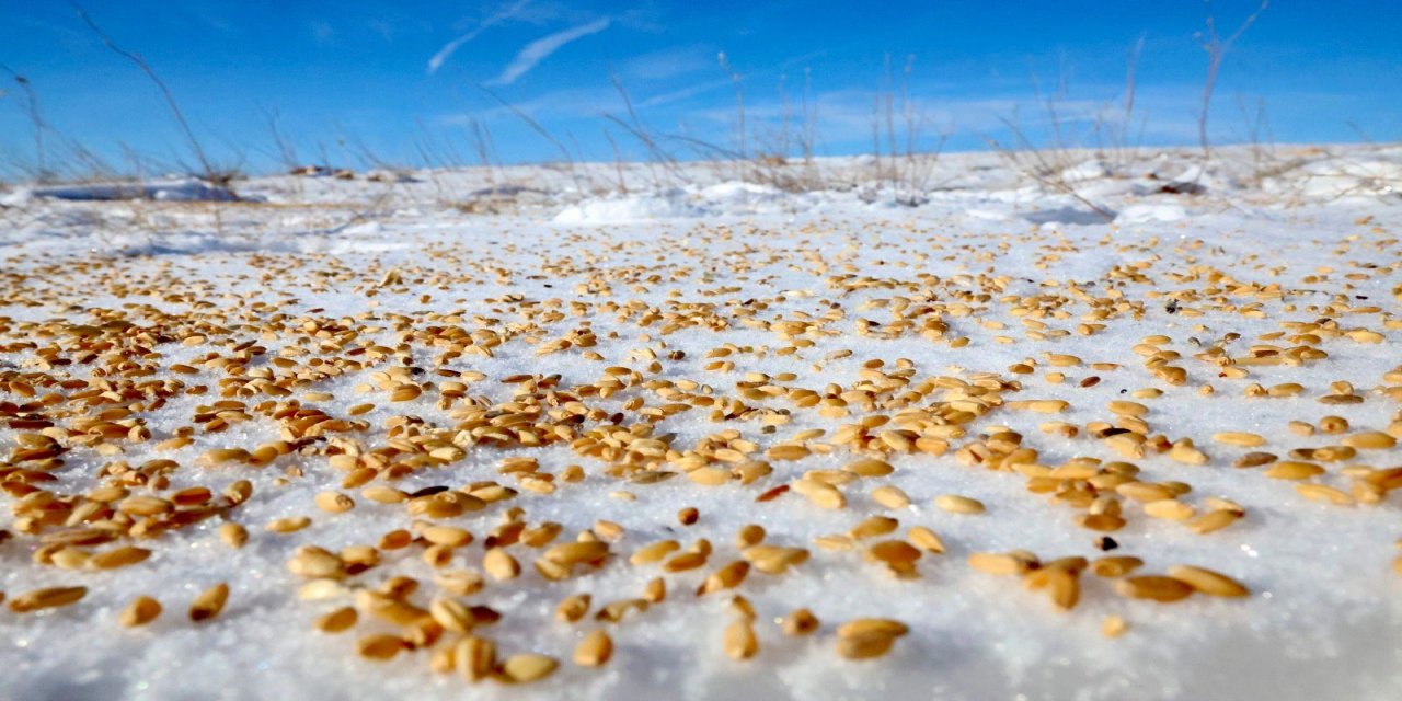 Sessiz Dostlara "Belediye" Sofrası