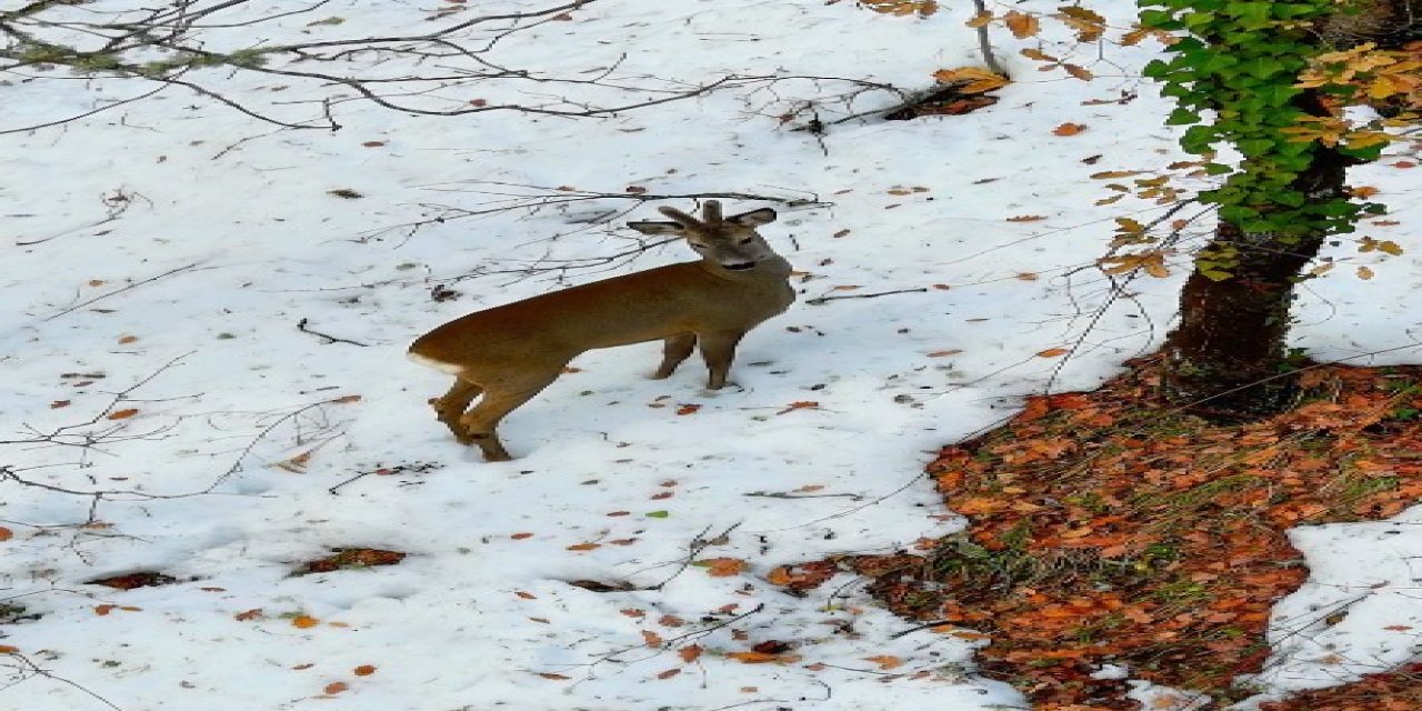 Küre Dağları'nda Dron Kamerasına Takıldı: Karacaların Beyaz Örtüdeki Sessiz Yolculuğu