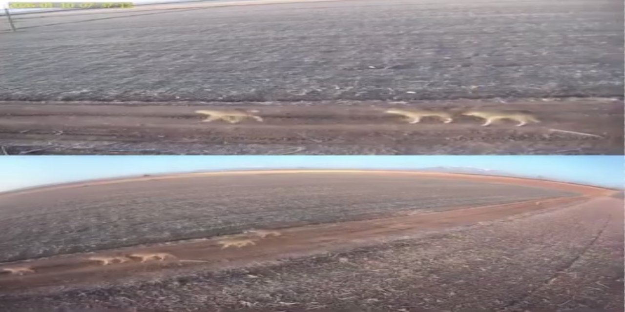 Dağda Kar, Ovada Kurt