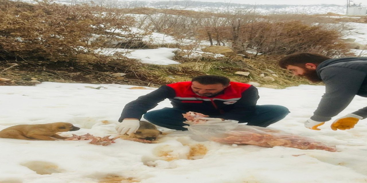 Şırnak’ta Çevre Hizmetleri Birliği Personelleri Sokak Hayvanlarını Koruma Altına Aldı