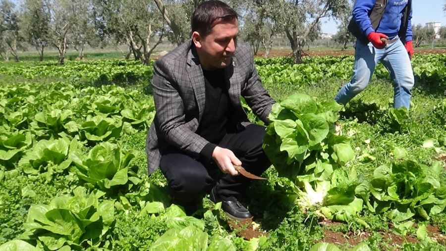 MARULUN TANESİ TARLADA 2 TL MARKETTE 10 TL