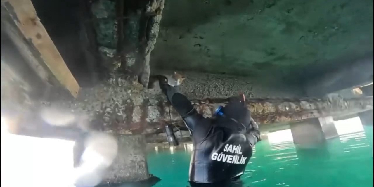 Sahil güvenlik Mahsur kalan kedi için seferber oldu