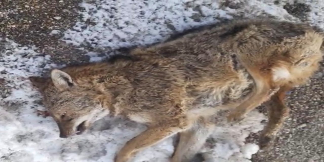 Aniden Önüne Çıktı, Kaçamadı! Adıyaman’da Kurt Kazası: Araçta Büyük Hasar