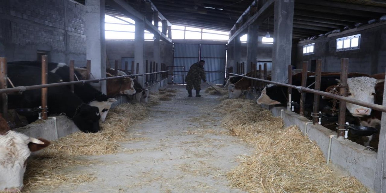 Hayvan üreticilerinin kurtlarla başı dertte