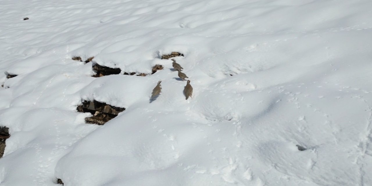 Şırnak’ta Kış, Keklikleri Göçe Zorladı