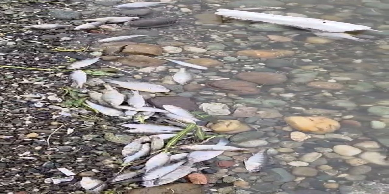 Tekirdağ Malkara’da barajda balık ölümleri tedirgin etti