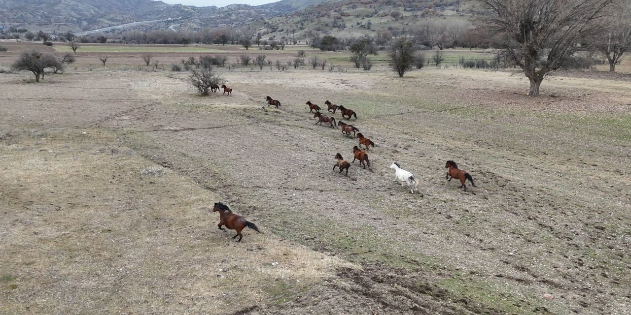 Ankara'da yılkı atları havadan görüntülendi